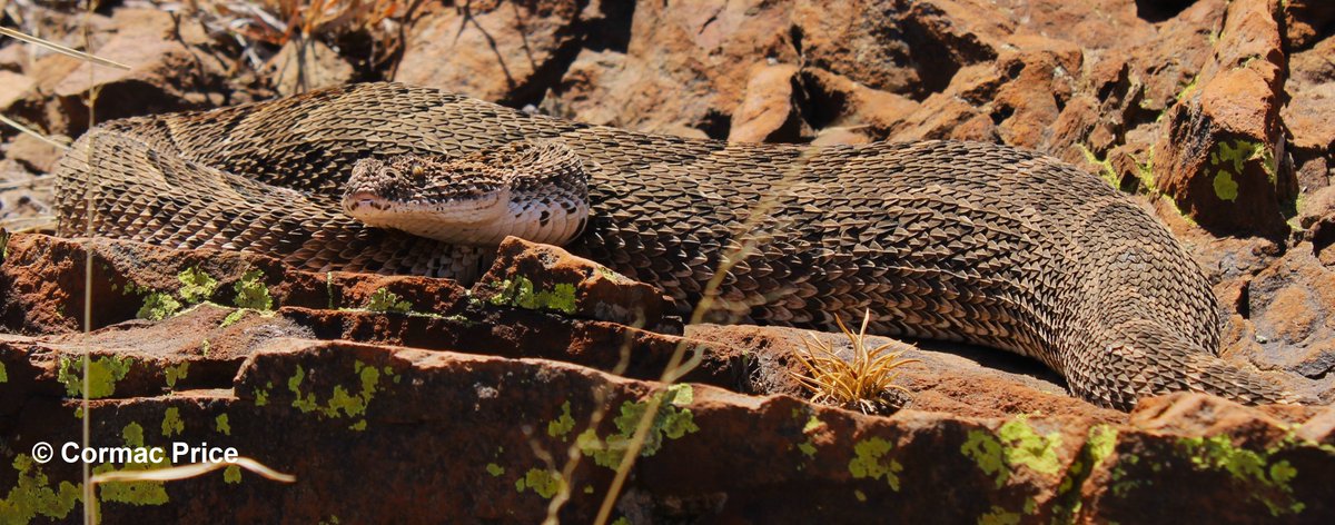 C_MrPrice's tweet image. Pretty happy how these pics came out of this stunning female puff adder (Bitis arietans). She was 82cm and 1kg in weight. Sampled and released under provincial permit and university ethics. #puffadder #snake #conservation #research #conservationoptimism #SaveTheSnakes