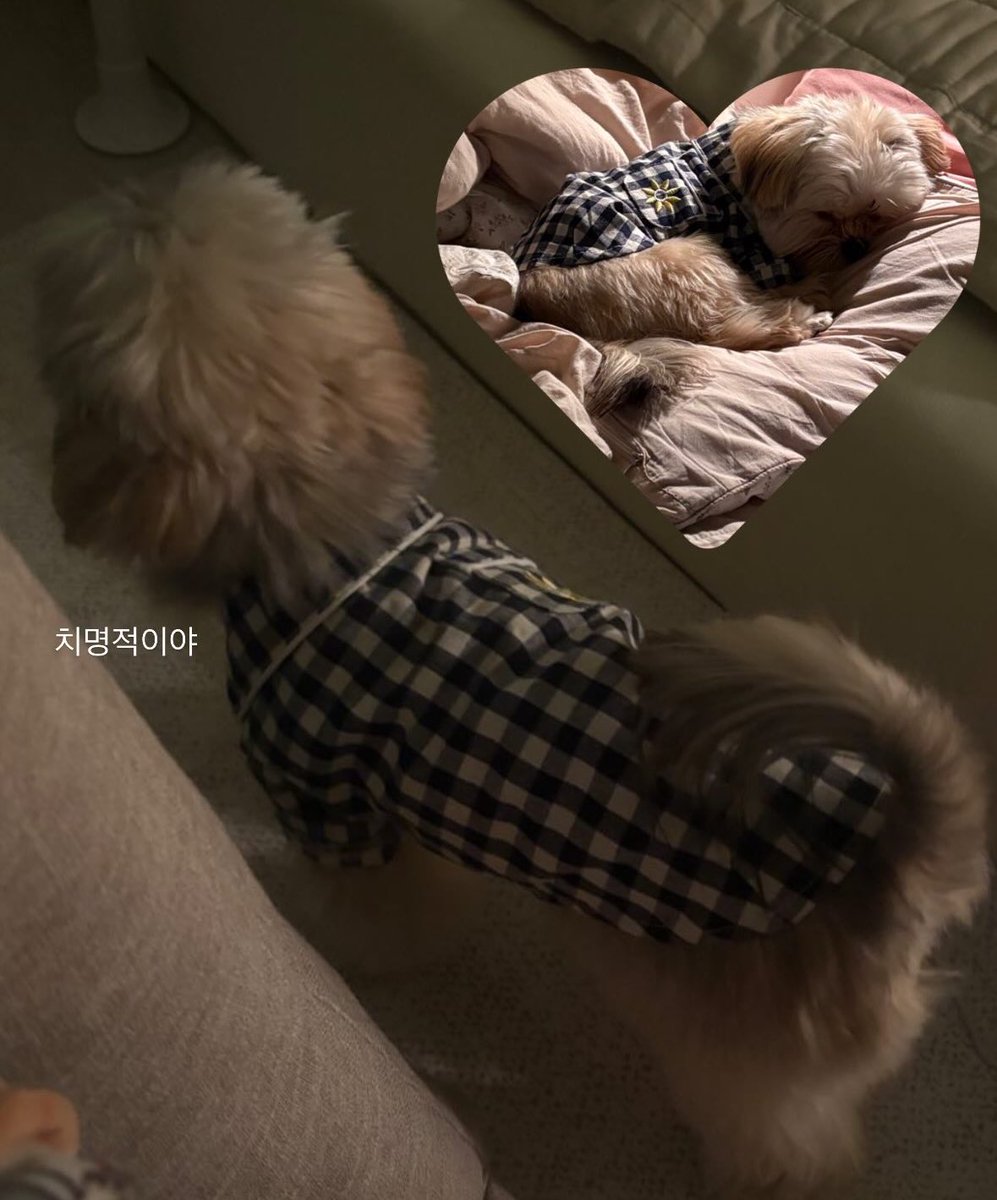 1mbticure's tweet photo. 이게 더 귀엽지 다시 올려야지 https://t.co/2Zqp9sEUcO