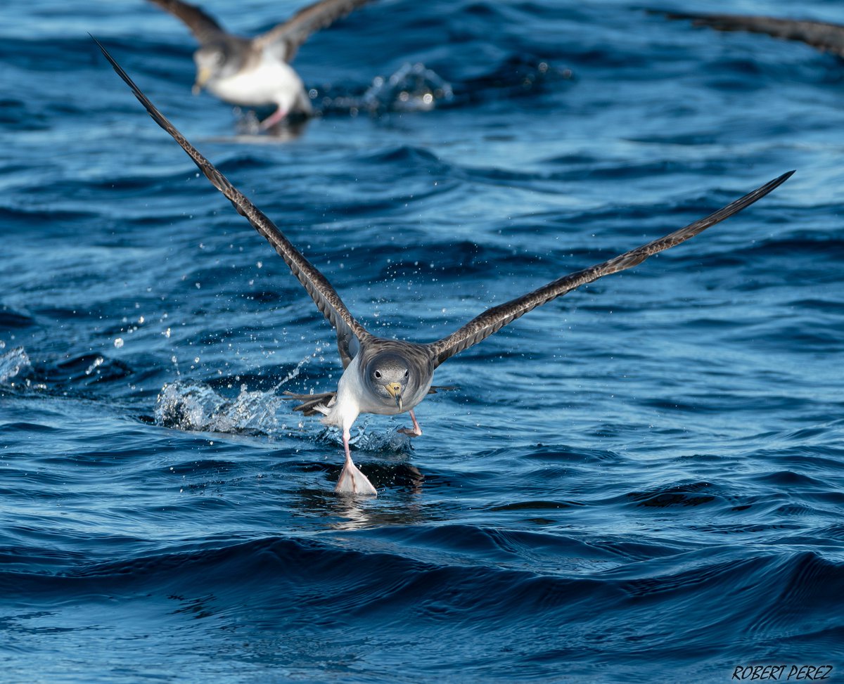 robbieaperez's tweet photo. Scopoli's shearwater (Calonectris diomedea)
 Photo: taken on the Eastern side of the rock (Gibraltar) 
#Gibraltar #BirdsSeenIn2024 
@gonhsgib @GibraltarBirds @_BTO
@GibMarine  @Natures_Voice @BirdGuides
@BirdLifeEurope @GibraltarMuseum https://t.co/dYLTeNSejN