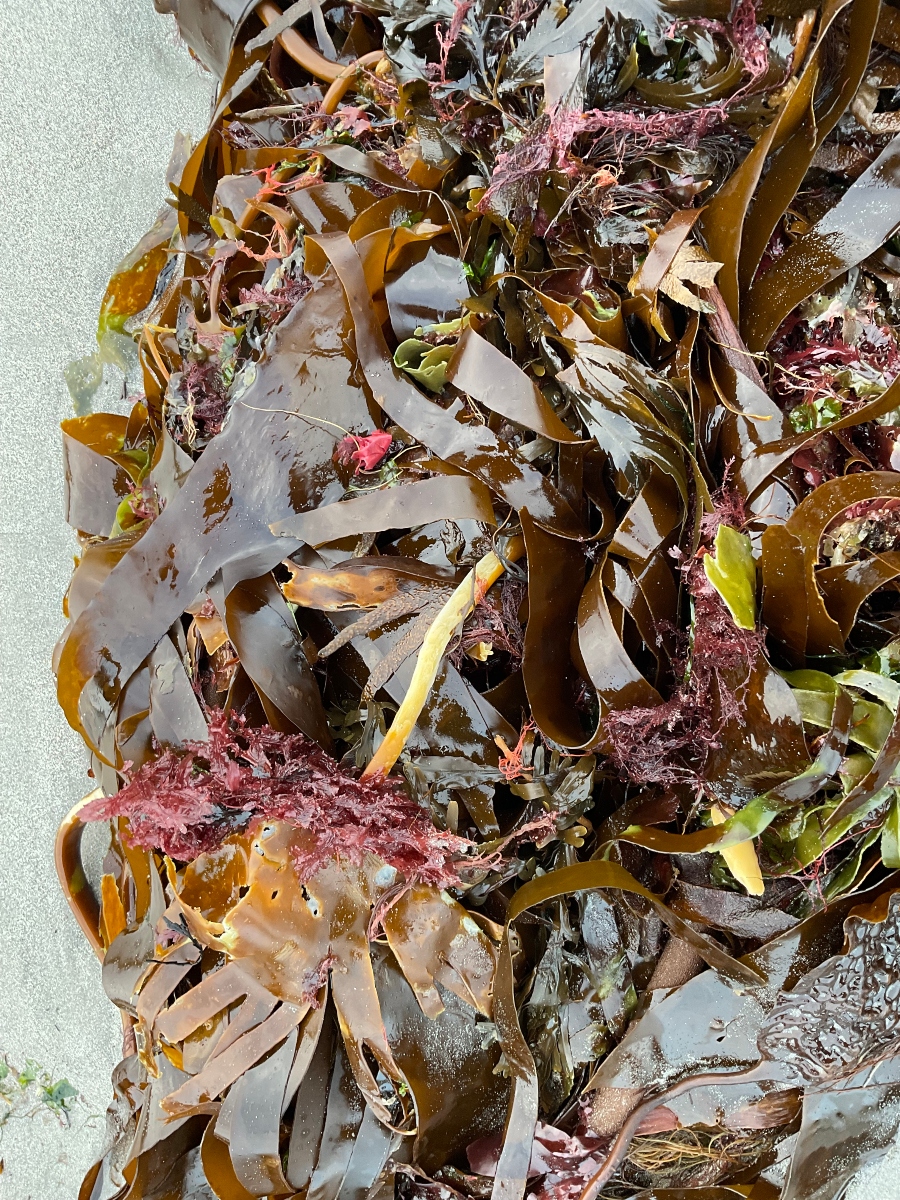Can you take seaweed from the beach in Northern Ireland? That was the first question I needed answered as I began spending most weekends foraging along the coastline.
vegenergise.com/can-you-take-s…