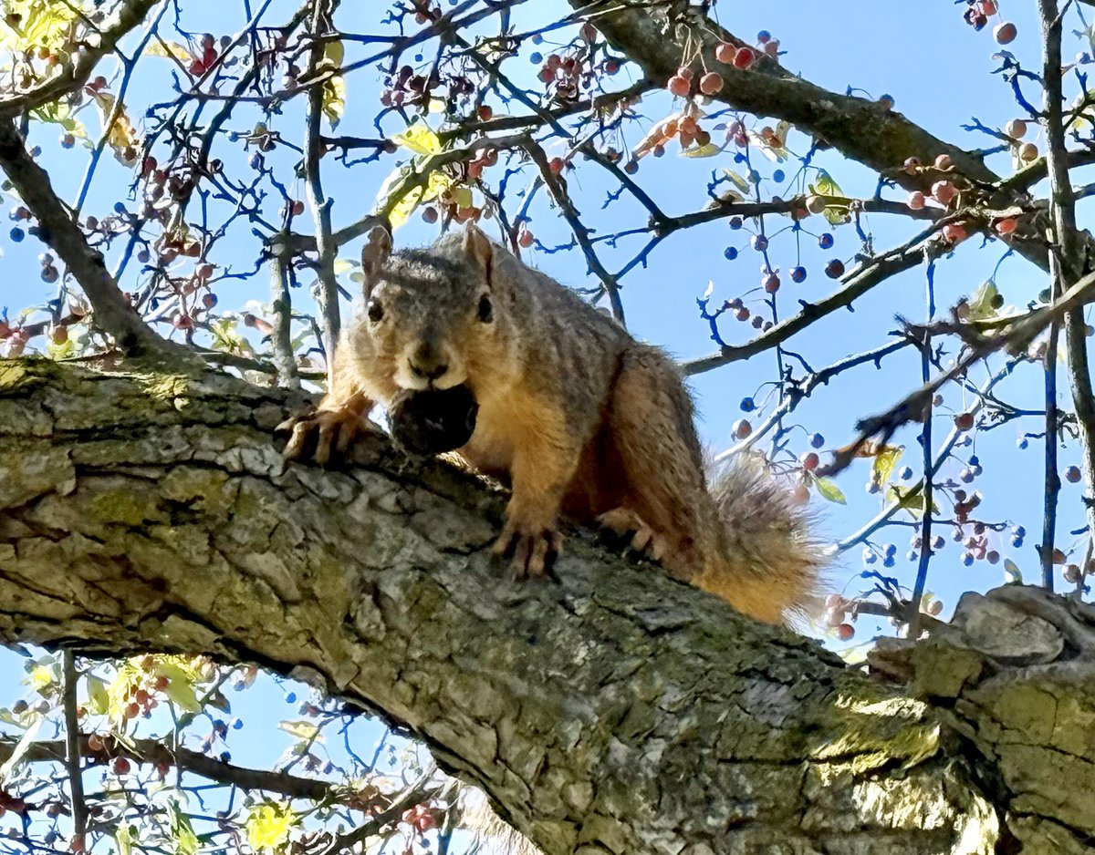 Raquelle Herbst 🧋🐈🦆 tweet media