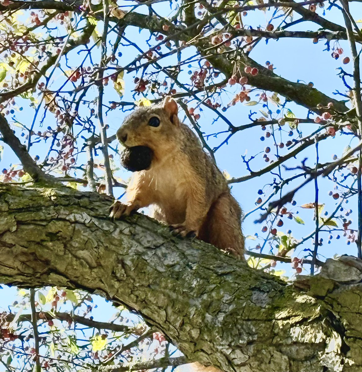 Raquelle Herbst 🧋🐈🦆 tweet media