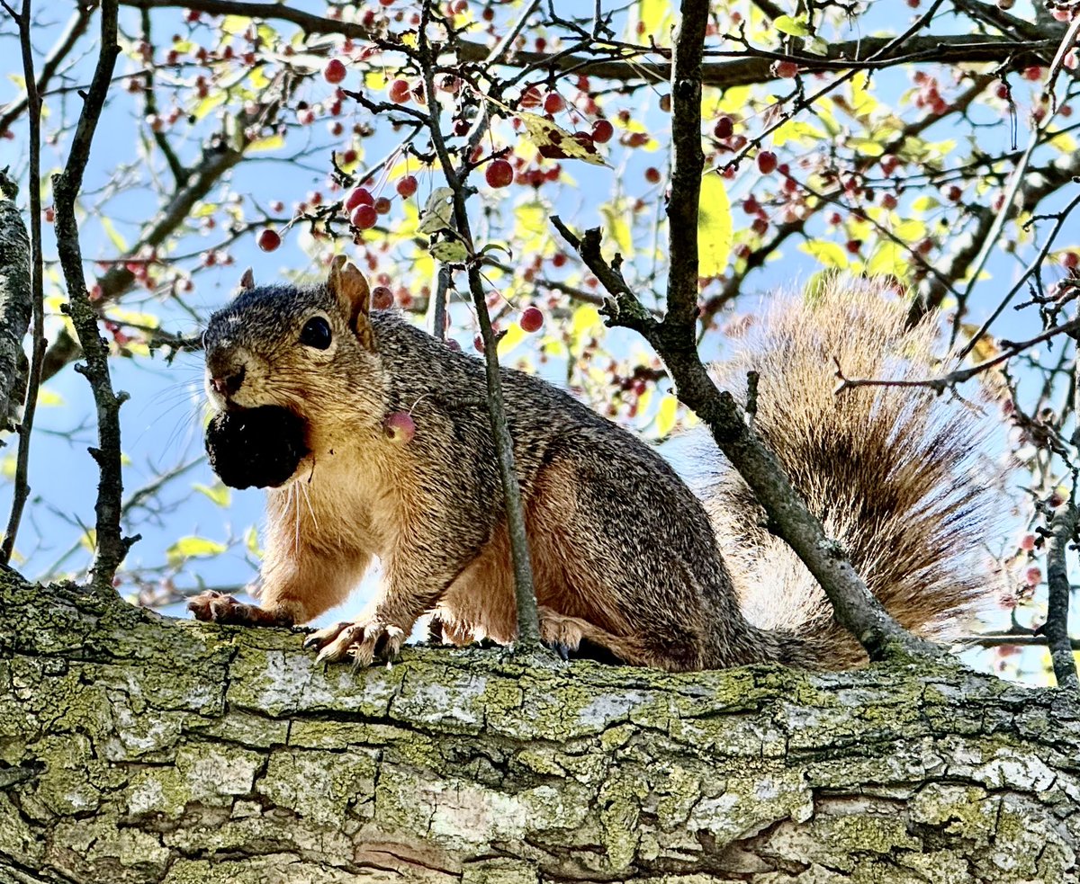 Raquelle Herbst 🧋🐈🦆 tweet media