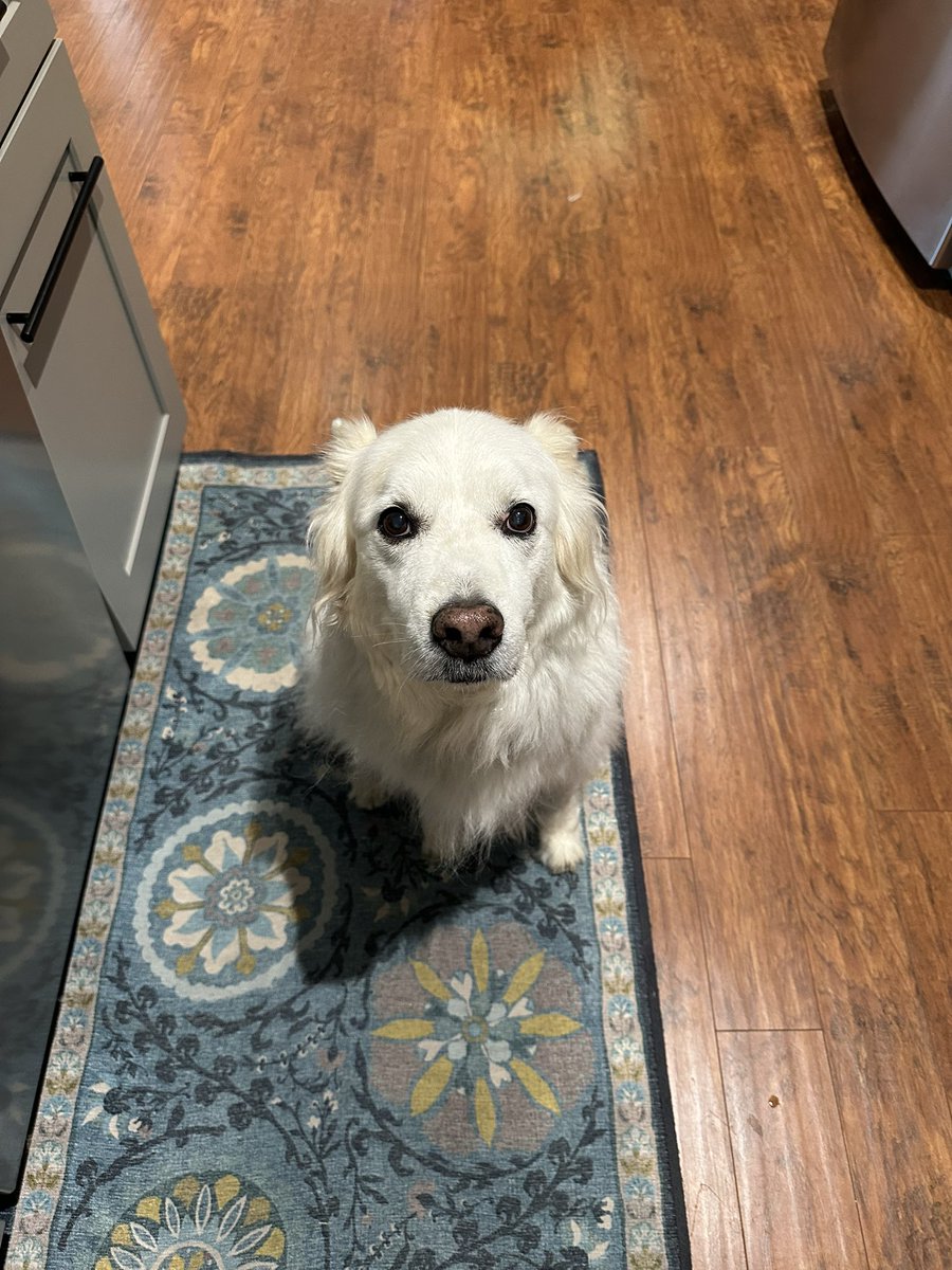 Five years of the best boy. Happy gotcha day, Dennis!