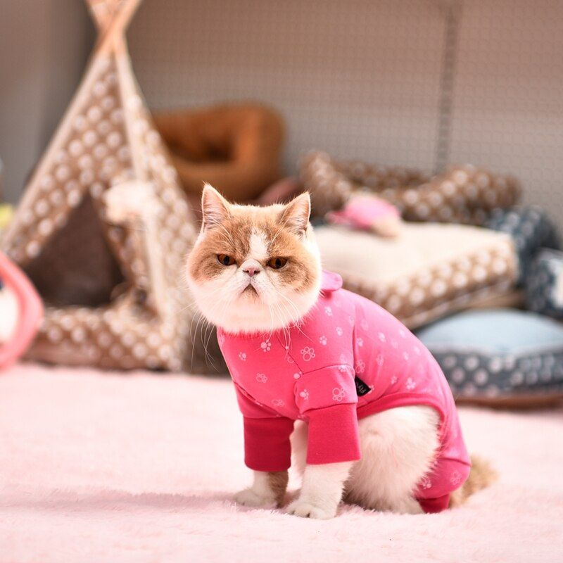 pawjamasonsol's tweet photo. Cuteness challenge: Try not to smile when imagining a kitten in pajamas. I dare you. 😻👕 

#TooMuchCuteness #PajamaPaws #meme #crypto https://t.co/ZQjY03Gufw