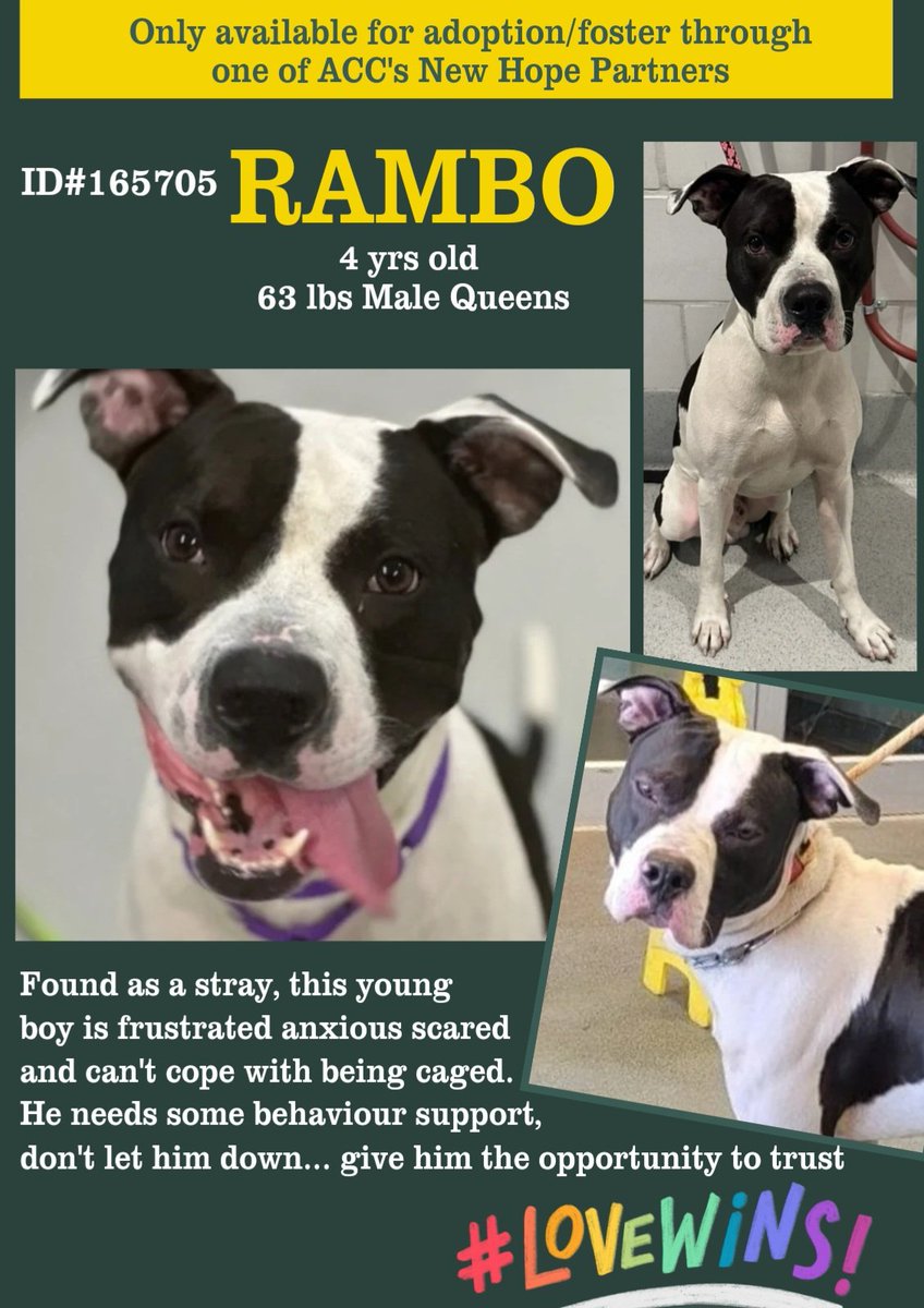 MyBoxerLuvMac1's tweet image. 💞Rambo💞
▪️#NewIntake #165705 4y
#NYCACC

Precious sweetie, brought in w park rangers.
Frustrated, anxious, scared.
Goes from playful 2 highly tense, quickly.
Stressed in cage.
Needs loving, N.East #Foster, 2 decompress.

DM @CathyPolicky
Pls #pledge 
💞R
nycacc.app/browse/165705