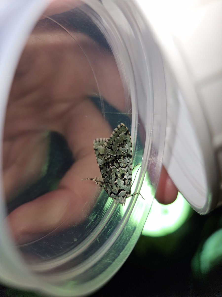 FabusovaM's tweet photo. Great mothing session last night, with many Canary Shouldered Thorns, Green and Red-green carpets, Light emerald, Snouts, Red-line Quaker, Pink-barred Sallow,  and the star of the show, Merveille du Jour! Thanks to Andy and Paul from @NENature_  #MothsMatter https://t.co/X8AoOHVBJW