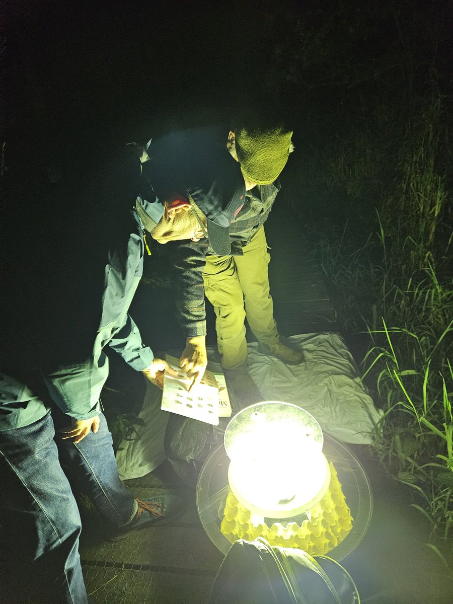 FabusovaM's tweet photo. Great mothing session last night, with many Canary Shouldered Thorns, Green and Red-green carpets, Light emerald, Snouts, Red-line Quaker, Pink-barred Sallow,  and the star of the show, Merveille du Jour! Thanks to Andy and Paul from @NENature_  #MothsMatter https://t.co/X8AoOHVBJW