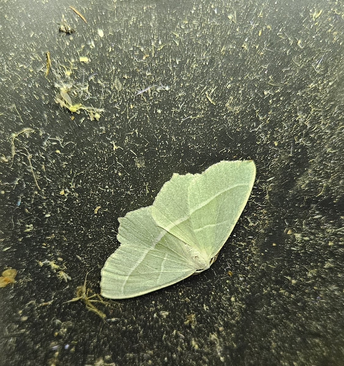 FabusovaM's tweet photo. Great mothing session last night, with many Canary Shouldered Thorns, Green and Red-green carpets, Light emerald, Snouts, Red-line Quaker, Pink-barred Sallow,  and the star of the show, Merveille du Jour! Thanks to Andy and Paul from @NENature_  #MothsMatter https://t.co/X8AoOHVBJW