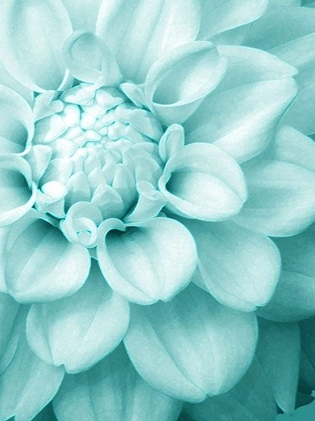 CupsnPages's tweet photo. Prettiest Color to Exist. 
#colors #colortherapy #Tiffany #blue https://t.co/9eF1X1aEWg