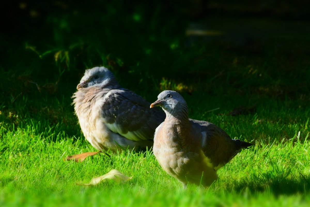 MyGarden_Uk's tweet photo. The two Wood Pigeon Chicks sat in the grass soaking in the morning sunshine yesterday.
Beaky is keeping an eye on me while Tufty is relaxing.
@des_farrand
#Beaky #Tufty https://t.co/mI3IgyQtJw