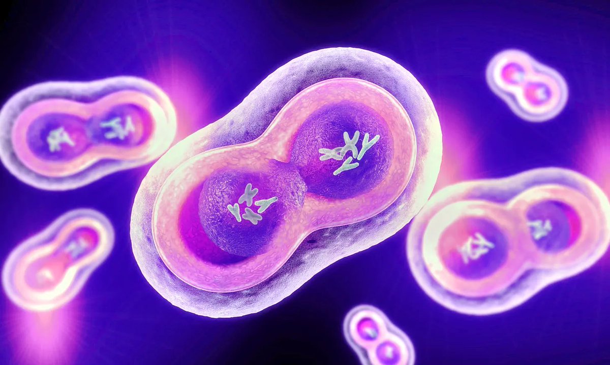 MetaMedia tweet media