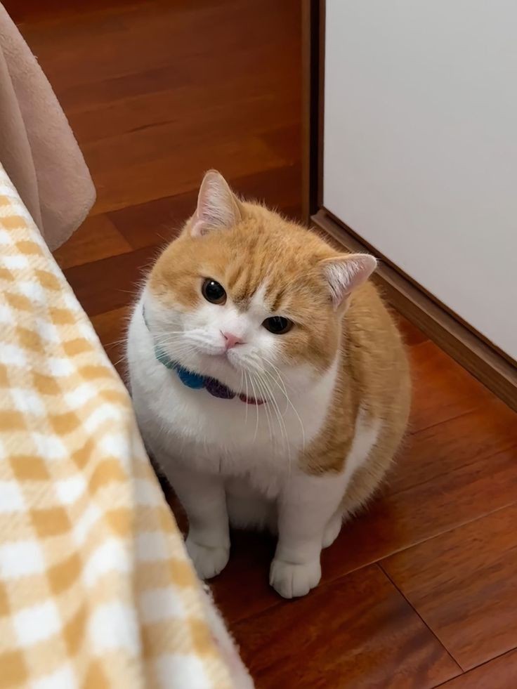 nocontextscats's tweet photo. So polite https://t.co/bn8ql8o52M