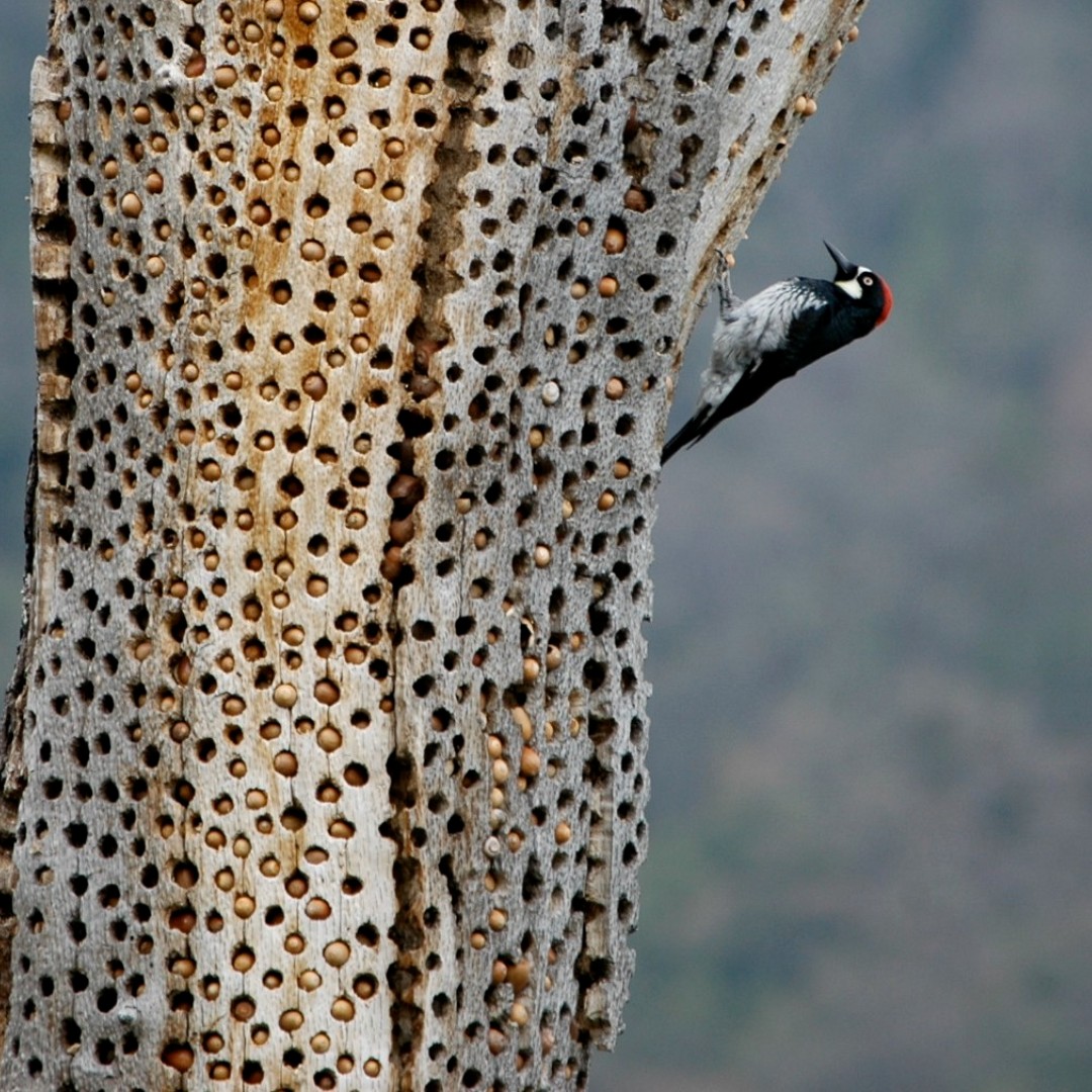 As autumn arrives each year, acorn woodpeckers begin harvesting acorns. The birds create holes in trees to store their bounty. The trees they use are called granary trees and may have up to 50,000 holes, each filled with an acorn.  

Photo by Steve Bumgardner