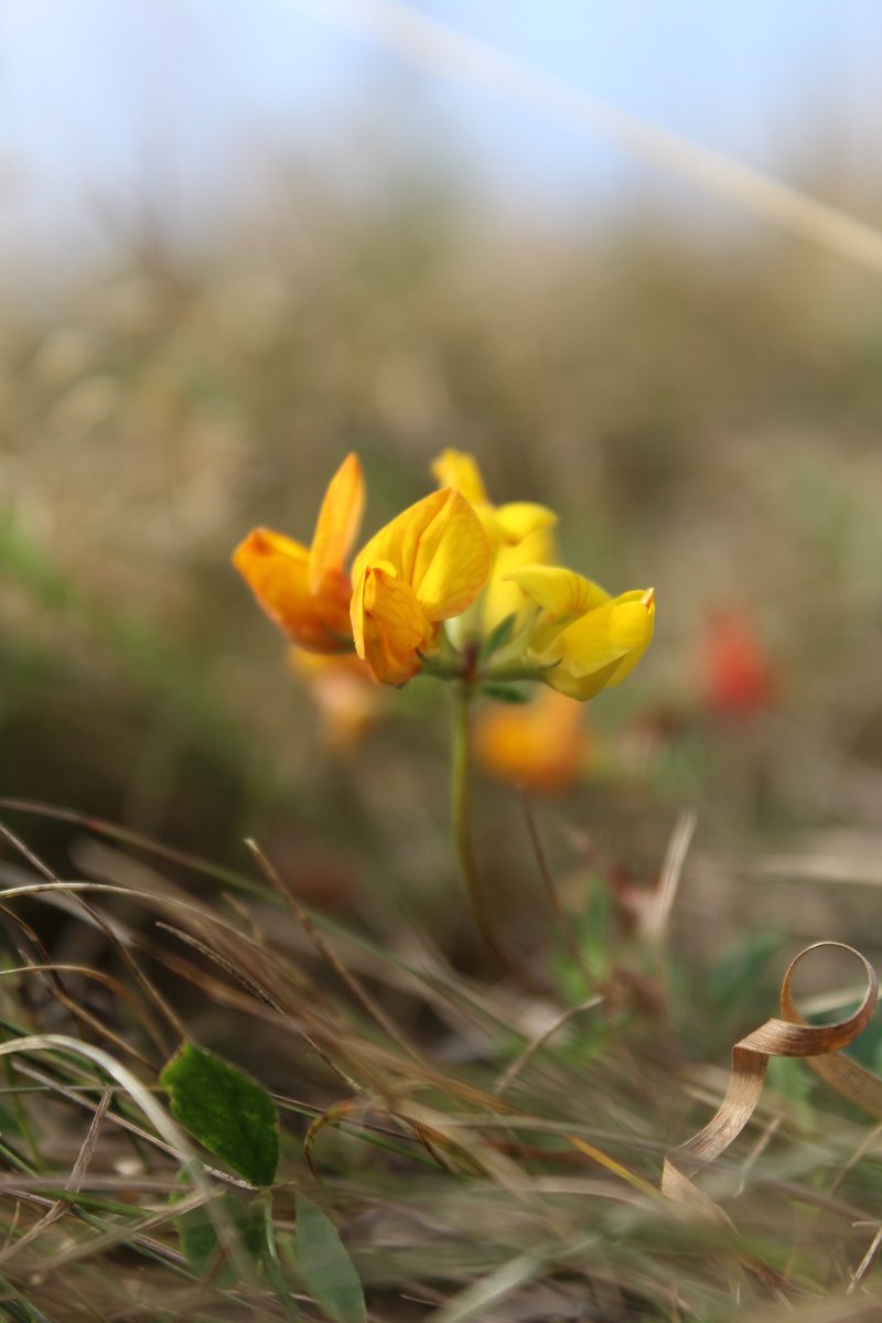 Birds foot trefoil (Lotus corniculatus) appears amongst the grasses on the decommissioned golf course in Whitewebbs Park, #Enfield North #London. The flowers change from yellow to orange as they age. #FavouriteFind #Wildflowerhour #SundayYellow #SaveWhitewebbs #nature #botany
