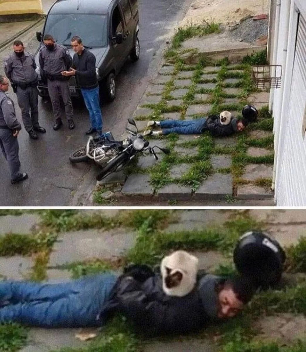 Emniyete yardımcı olmak her kedinin görevidir.