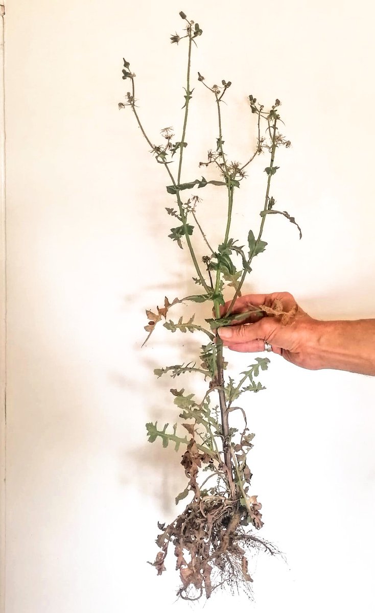 mathew frith (@frithinwood) on Twitter photo #Favourite Find #WildflowerHour a beaked hawk's-beard from the flat's balcony in May, but more for it's rooting tenacity and capturing it in toto <a href="/wildflower_hour/">wildflowerhour</a> #Favourite Find #WildflowerHour a beaked hawk's-beard from the flat's balcony in May, but more for it's rooting tenacity and capturing it in toto <a href="/wildflower_hour/">wildflowerhour</a>