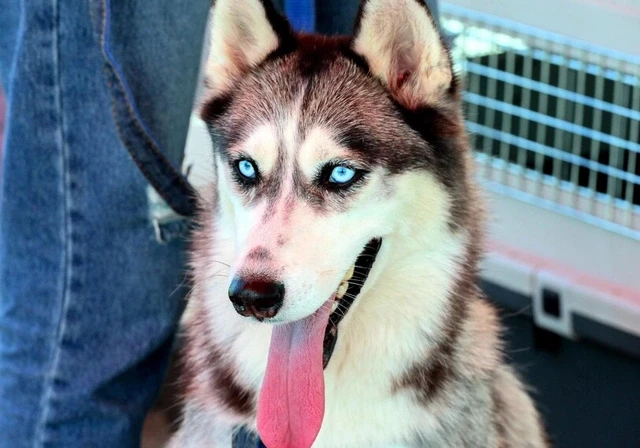 MediaAz1's tweet image. 🐾Фестиваль собак в Баку: помощь бездомным животным и радость для детей.

Подробнее по ссылке - media.az/post/1067984898

#помощь #бездомныеживотные #новости #mediaaz