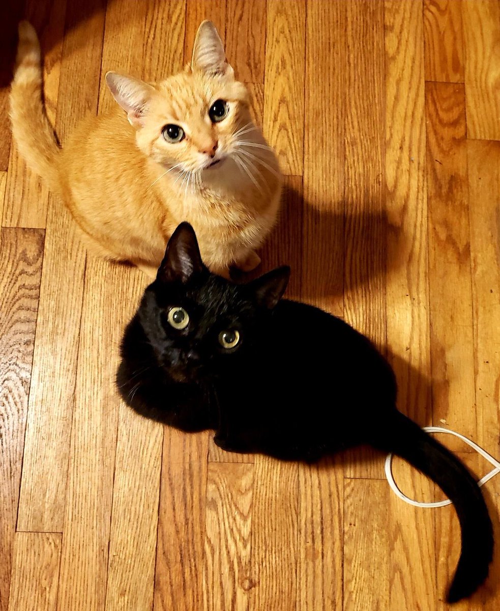 blackscats's tweet photo. https://t.co/N3KbTV7Ez9