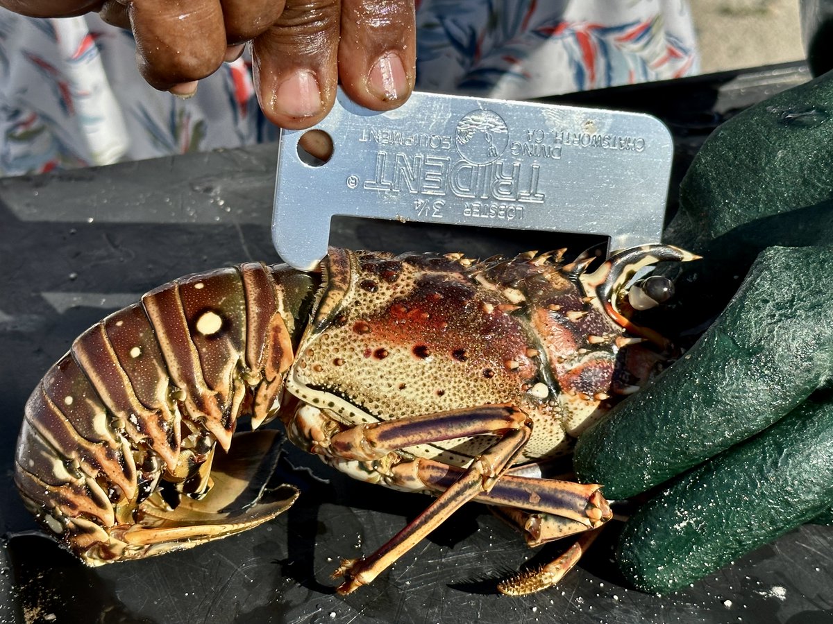 Empowering small-scale fishers, harvesting sustainably, &amp; developing #biodiversity stewardship in the #TurksandCaicosIslands. 
Read more about one of the key outputs of our project funded by #DarwinPlus:

🔗darwinplus.org.uk/news/2024/01/1…

#SmallScaleFisheries #SSF #spinylobster