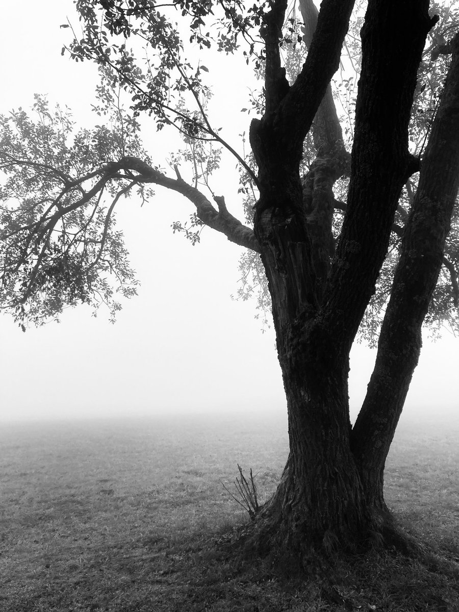 ludek_svoboda's tweet photo. misty #ErrollGarner #trailrunning #Kozakov https://t.co/324T2c7Zwr