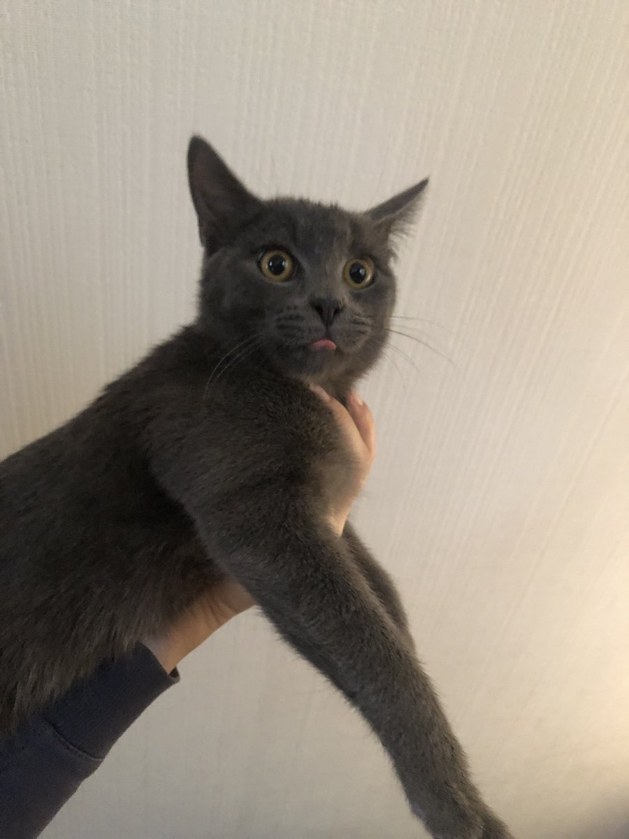 Zinu, ka manā burbulī daudz kaķumīļu - varam visi kopā atrast mājas šai skaistulei? Izrādījusies kādam nevajadzīga, nedēļu klīda pa Lēdmani. Apmēram 5 mēn veca, aktīva, forša kaķenīte. Pelēkzils kažociņš - smalka dāmiņa izskatās🐈‍⬛ Šovakar būs Rīgā! Priecāšos par katru RT😻