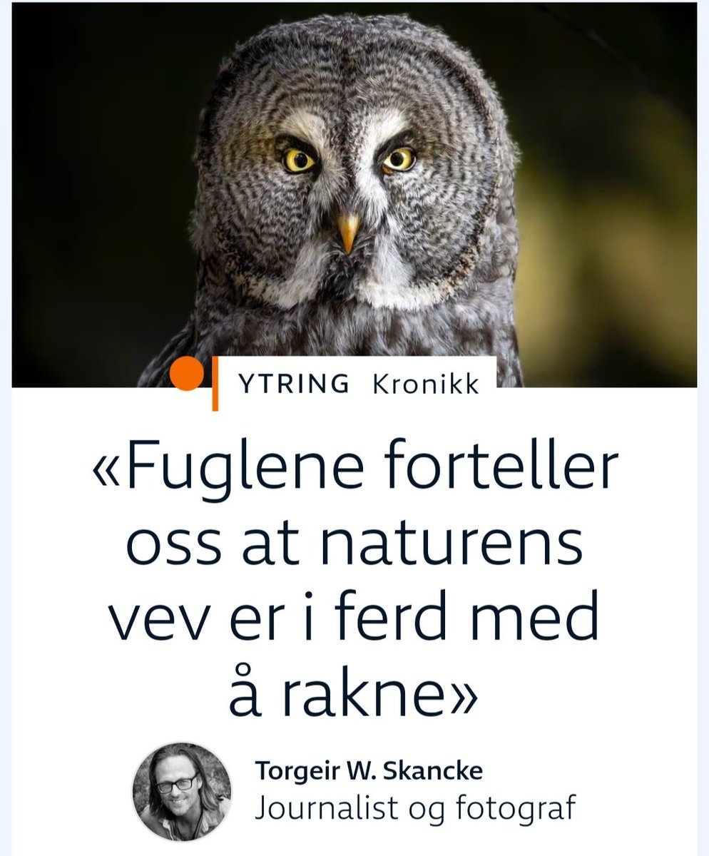 Flere arter som var svært tallrike for bare noen tiår siden, er i dag sterkt truede. Hettemåke, makrellterne, vipe og krykkje, har alle gått ned 80–95 prosent. Sanglerke (lerke), stær, gråspurv, granmeis, gråmåke, ærfugl og tjeld, alle ned 20–50 prosent.
nrk.no/ytring/fuglekr…