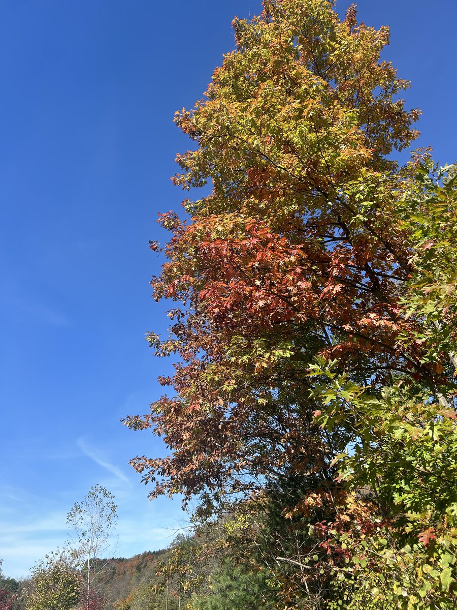 SamanthaKolber's tweet photo. #leafies 🍂 https://t.co/9fSnNyqvRw