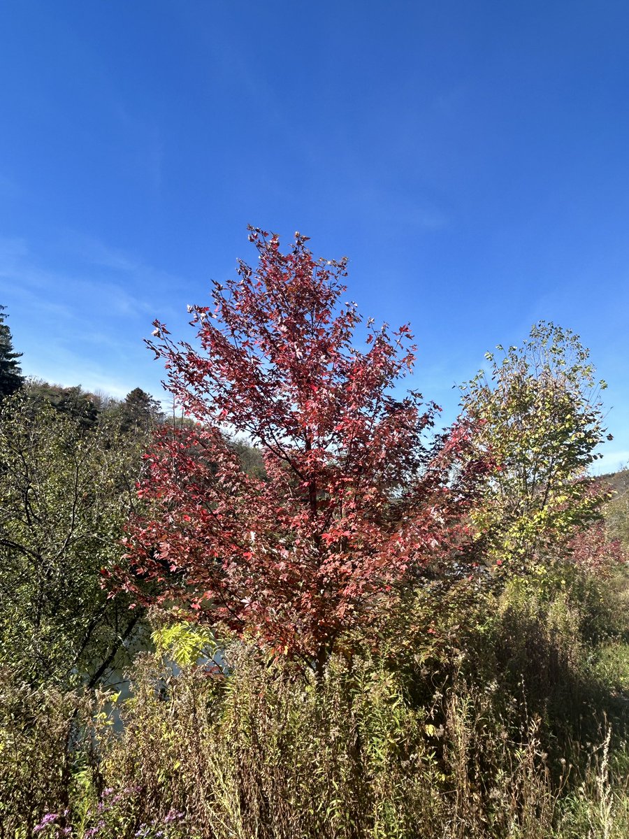 SamanthaKolber's tweet photo. #leafies 🍂 https://t.co/9fSnNyqvRw