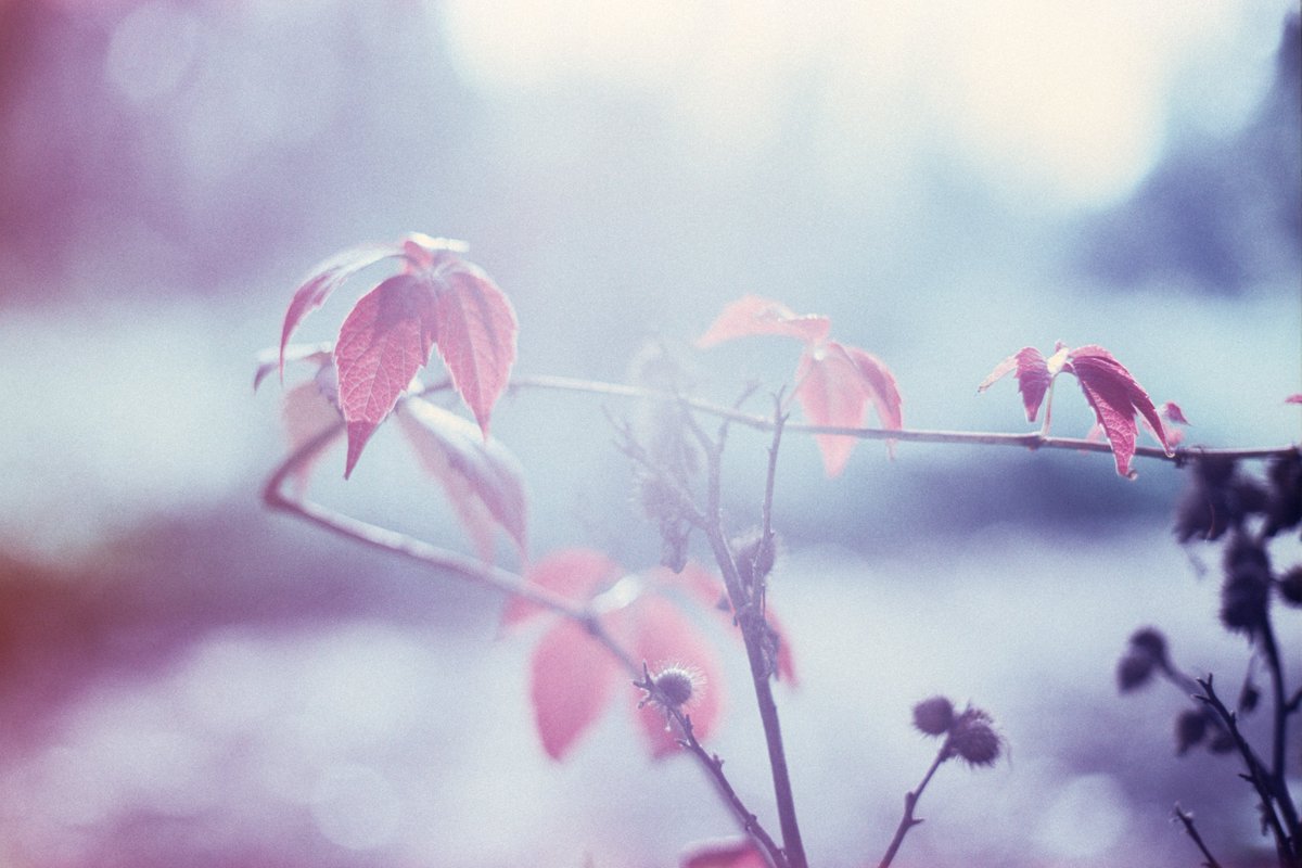 30 - Féminité
#31ThemesAnalogChallenge

L'environnement se porterait bien mieux si tout le monde se comportait un peu plus comme, en moyenne, les femmes le font

🎞️ Washi X développée en E6 (oui, sans filtre orange, c'est très bleu...)
📷 Canon A1