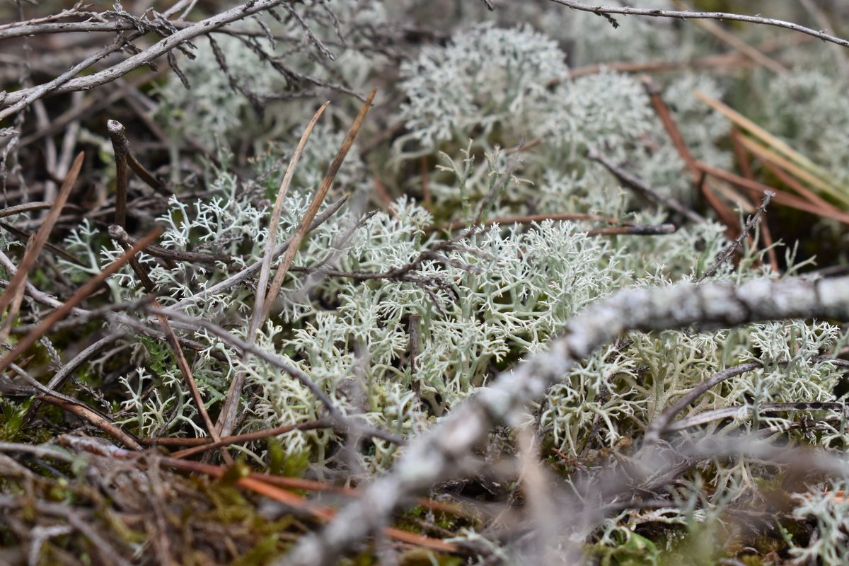 Alguns dels líquens presents a les #Gavarres 

🌱🍄 Podeu saber més sobre els #líquens a l'article que vaig escriure a la revista El Celrè ➡️ articlesnaturalistes.wordpress.com/2022/04/06/els…