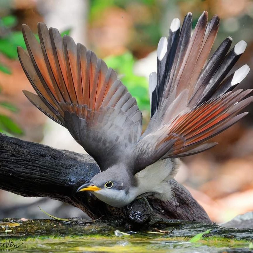 ItakeBirdPics's tweet image. #NewProfilePic