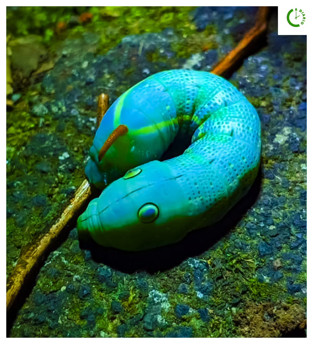adiarionic's tweet photo. 😲 Impresionantes imágenes de la diversidad de #fauna 🐅🐛🐦 que habita en la Reserva Natural del Volcán #Mombacho 🌋, ubicado en el departamento de Granada⛰️.
#ecosistema
#ReservadelaBiosfera
#NicaraguaNaturalmenteBella https://t.co/gDGs2wmRy3