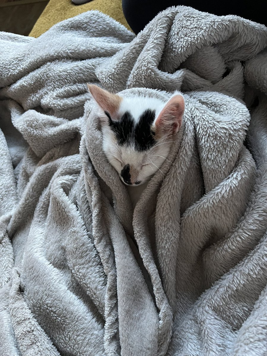 rtemls's tweet image. wat is dat