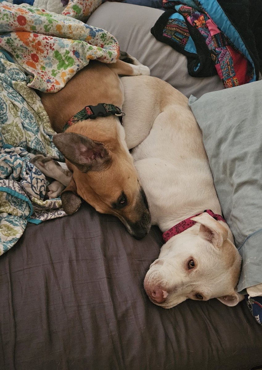 drnik46's tweet photo. Sleeping in on the weekend. #DailyRio #RubyRoo #RioAndRuby #Rhubarb https://t.co/R1hLtv625v