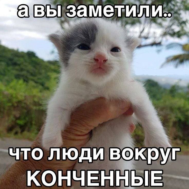 catsilcats's tweet photo. https://t.co/z77DAT7Q1s
