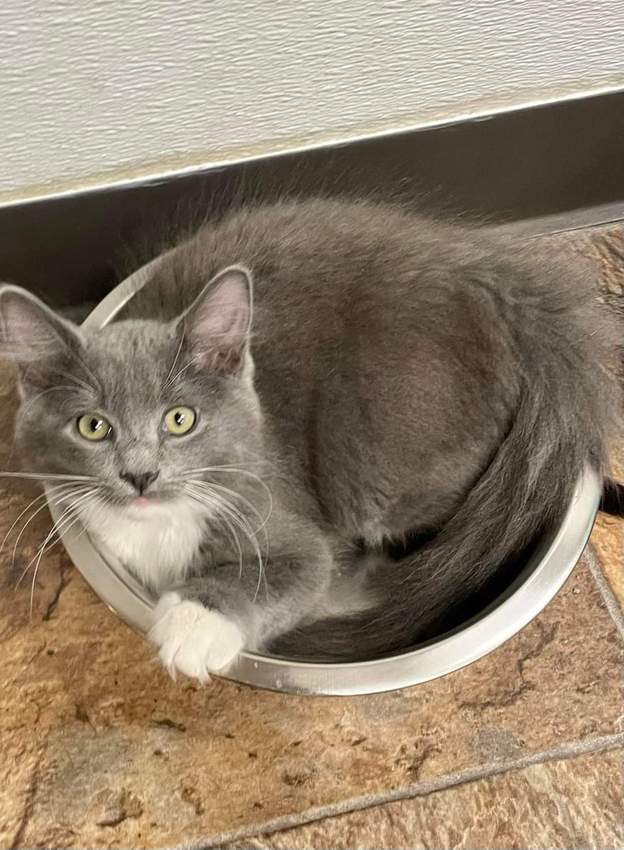THE KITTIES AT ALMOST HOME NEEDS YOUR HELP!!
You can find what they need on their Amazon wishlist (food is most needed):
amazon.com/hz/wishlist/ls…
You can drop also drop off or mail it to Almost Home Adoptions at:
6010 w 88th Ave Westminster, CO 80031
Almosthomeadoptions.com