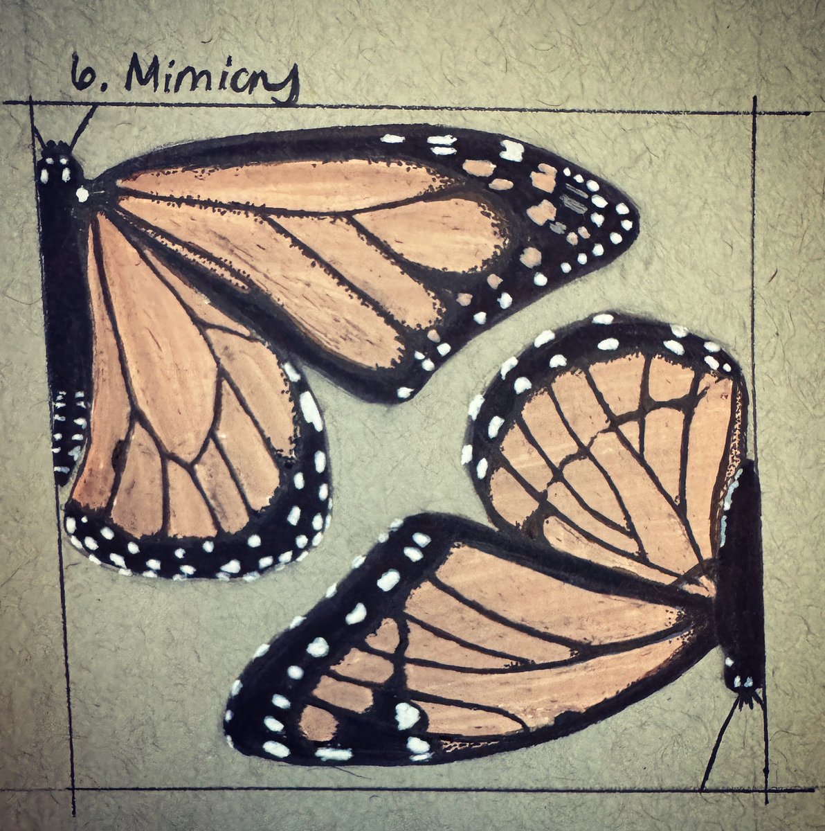Not a #sundayfishsketch, but a great example of Müllerian mimicry for #Nebraska #inktober. Monarch and Viceroy butterflies are both toxic. By looking similar, if one species gets eaten and poisons a predator, that predator is unlikely to predate on anything that looks similar!