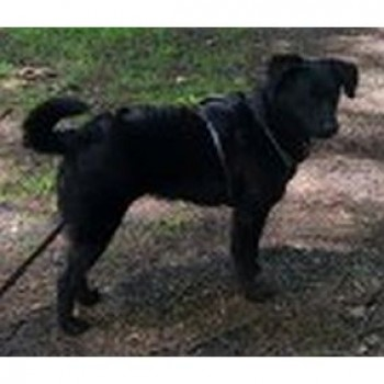 millypod1's tweet photo. ANNA HOME SAFE. THANKS FOR RT's 😊🐕🐾

🆘5 OCT 2024 #Lost ANNA #ScanMe
Black Cross Breed Female 
Anna has run quite a distance from where lost please do not chase or call if sighted 
#Leatherhead/#Ashtead #Surrey #KT22 https://t.co/qKfcEwllli https://t.co/pJrNfrJtMo