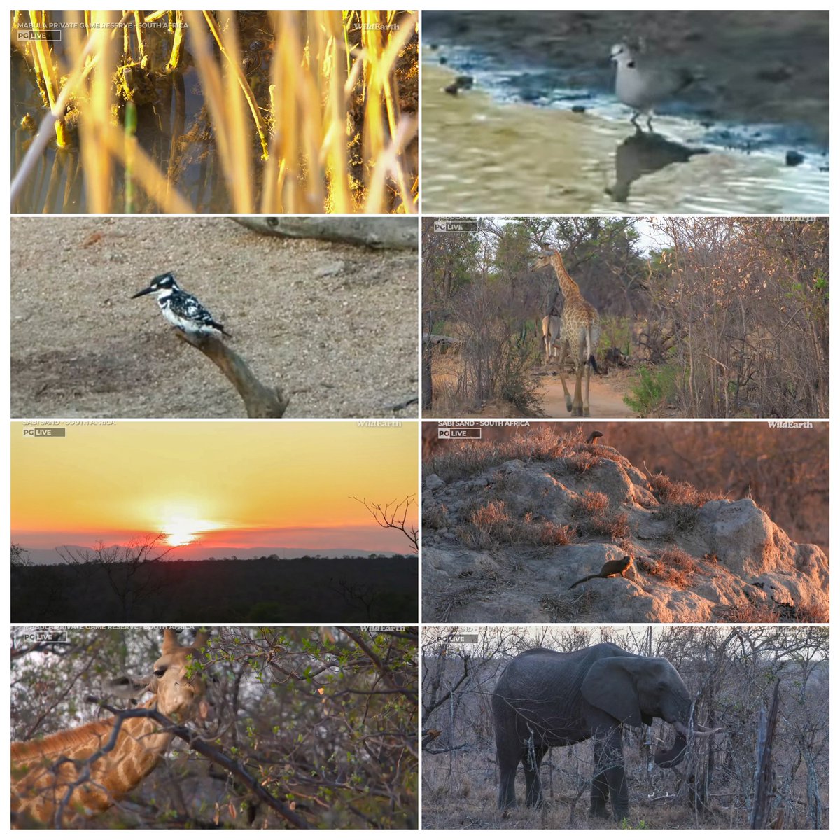 JoyR_1980's tweet image. Sunset safari 6 October 2024. I really hope that dear #Tlalamba is ok &amp;amp; that #Laluka heals well &amp;amp; moves out of the area. #WildEarth