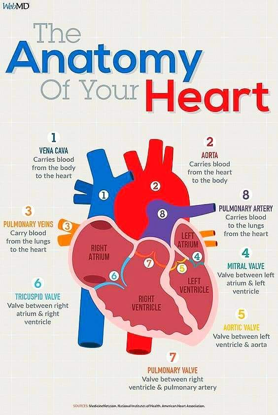 The anatomy of your Heart ❤️