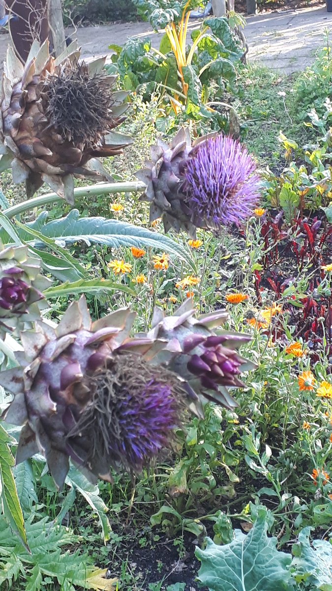 riddertuin's tweet photo. Het was weer een mooie dag in onze mooie tuin!

Kom vooral eens langs! De 1e zondag vd maand zijn we er sowieso. Een mailtje kan ook, dan spreken we wat af:  Riddertuin@gmail.com https://t.co/CZc0dNj3jQ