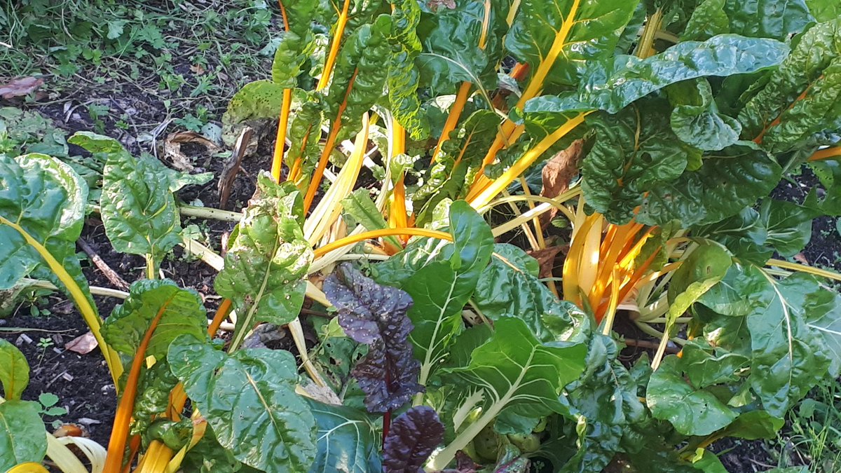 riddertuin's tweet photo. Het was weer een mooie dag in onze mooie tuin!

Kom vooral eens langs! De 1e zondag vd maand zijn we er sowieso. Een mailtje kan ook, dan spreken we wat af:  Riddertuin@gmail.com https://t.co/CZc0dNj3jQ