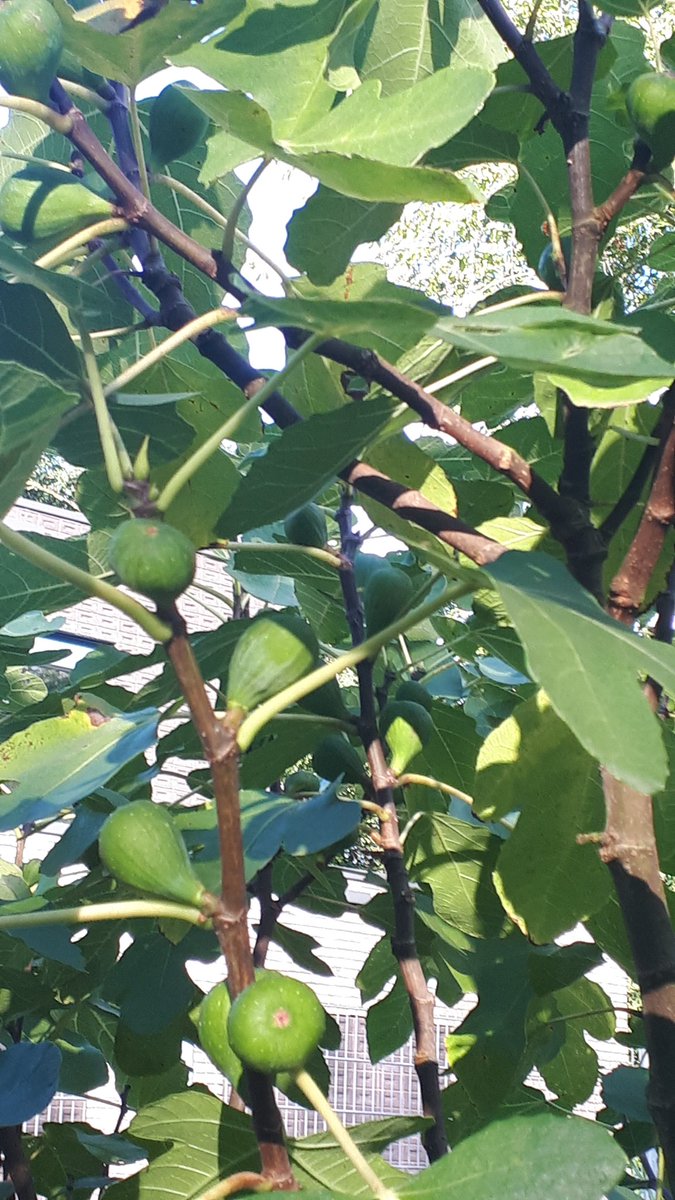 Het was weer een mooie dag in onze mooie tuin!

Kom vooral eens langs! De 1e zondag vd maand zijn we er sowieso. Een mailtje kan ook, dan spreken we wat af:  Riddertuin@gmail.com