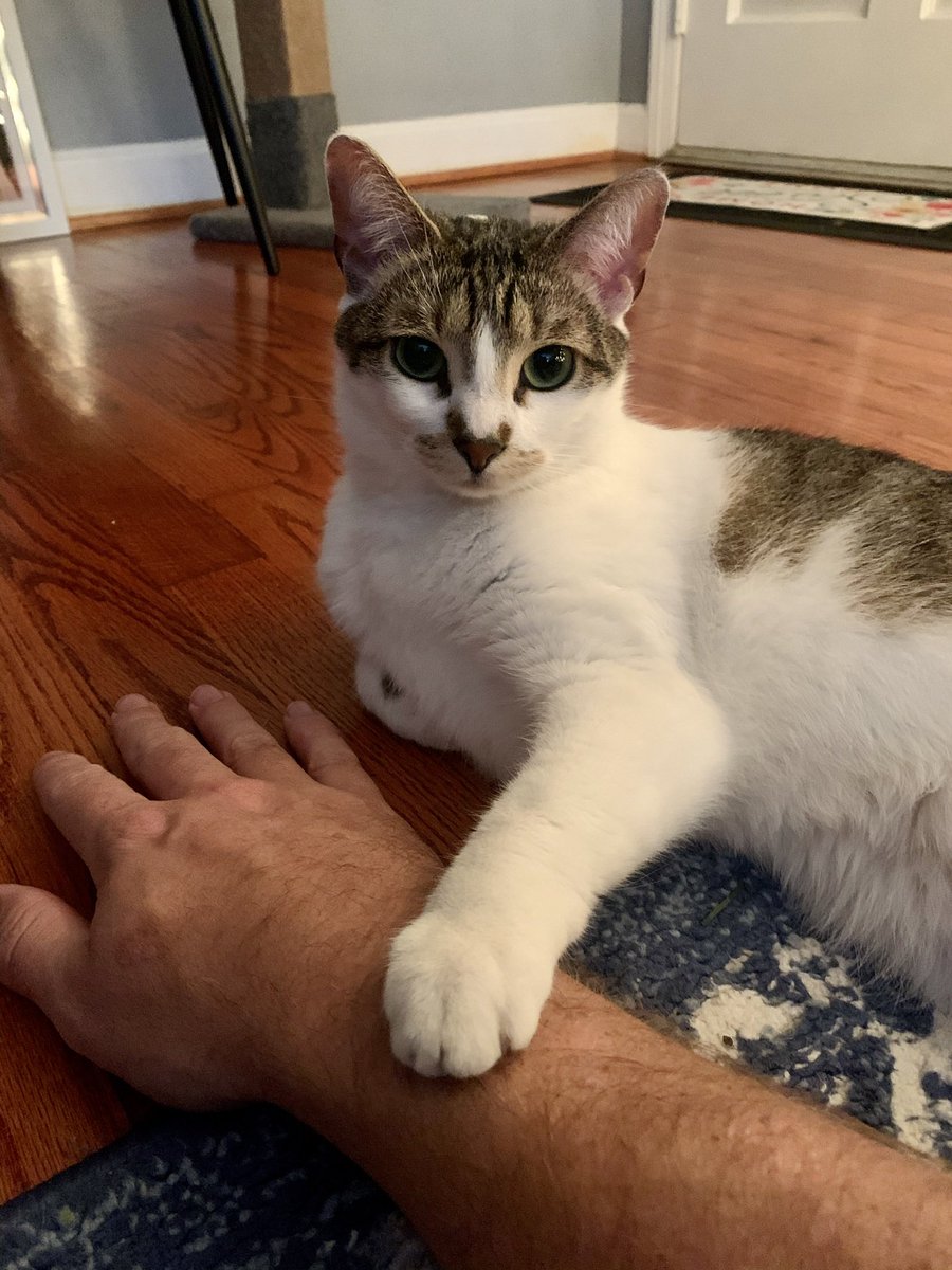 jameshaire's tweet photo. @buitengebieden Kitty says sorry about Doepy.  Cats are the best. https://t.co/hcP1V3AJXY