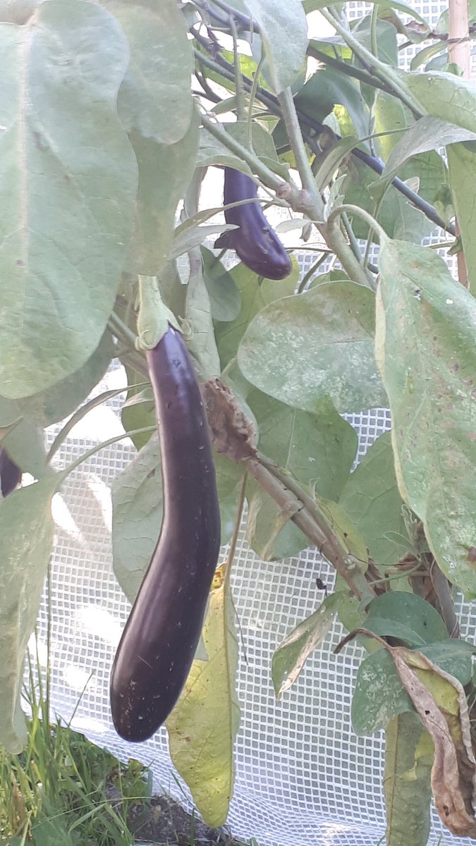 Aubergine!!