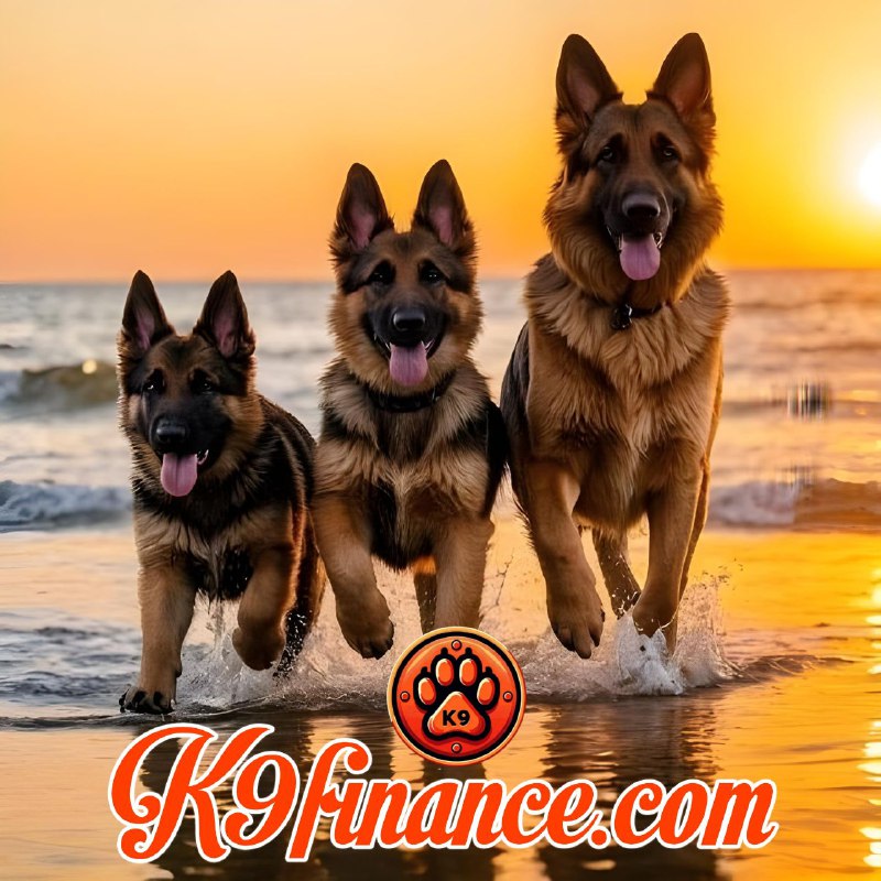 <a href="/fwTyo/">Tyo</a> #K9 announcement 👀
Both #CENT and #knBONE are live on #Shibarium, building a stronger #ShibArmy together!

🌐 x.com/K9finance/stat…

#K9Finance #DELTAMARKETING #SHIBCommunity #Crypto #Ethereum