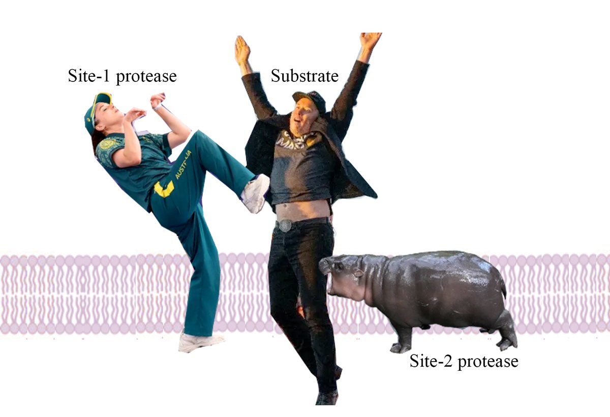 Regulated intramembrane proteolysis.