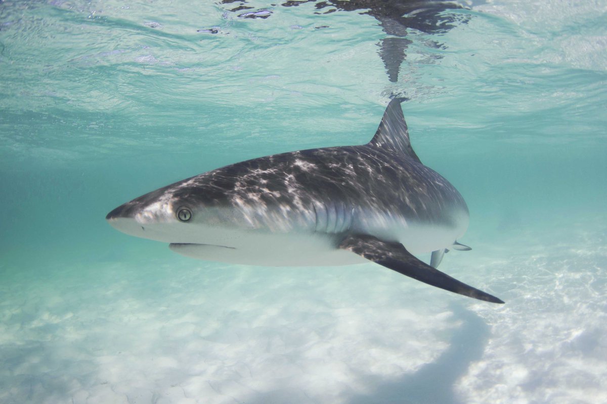 savingtheblue's tweet photo. Out of all the orders of sharks the Carcharhiniformes order, commonly known as ground sharks, is the largest. 

Over 50% of all living shark species belong to this order including Caribbean reef, tiger and bull sharks!
〰️〰️〰️
📸: @annieguttridge 

#shark #sharks #sharkscience #marinebiology #bahamas #ocean #saltlife #sealife