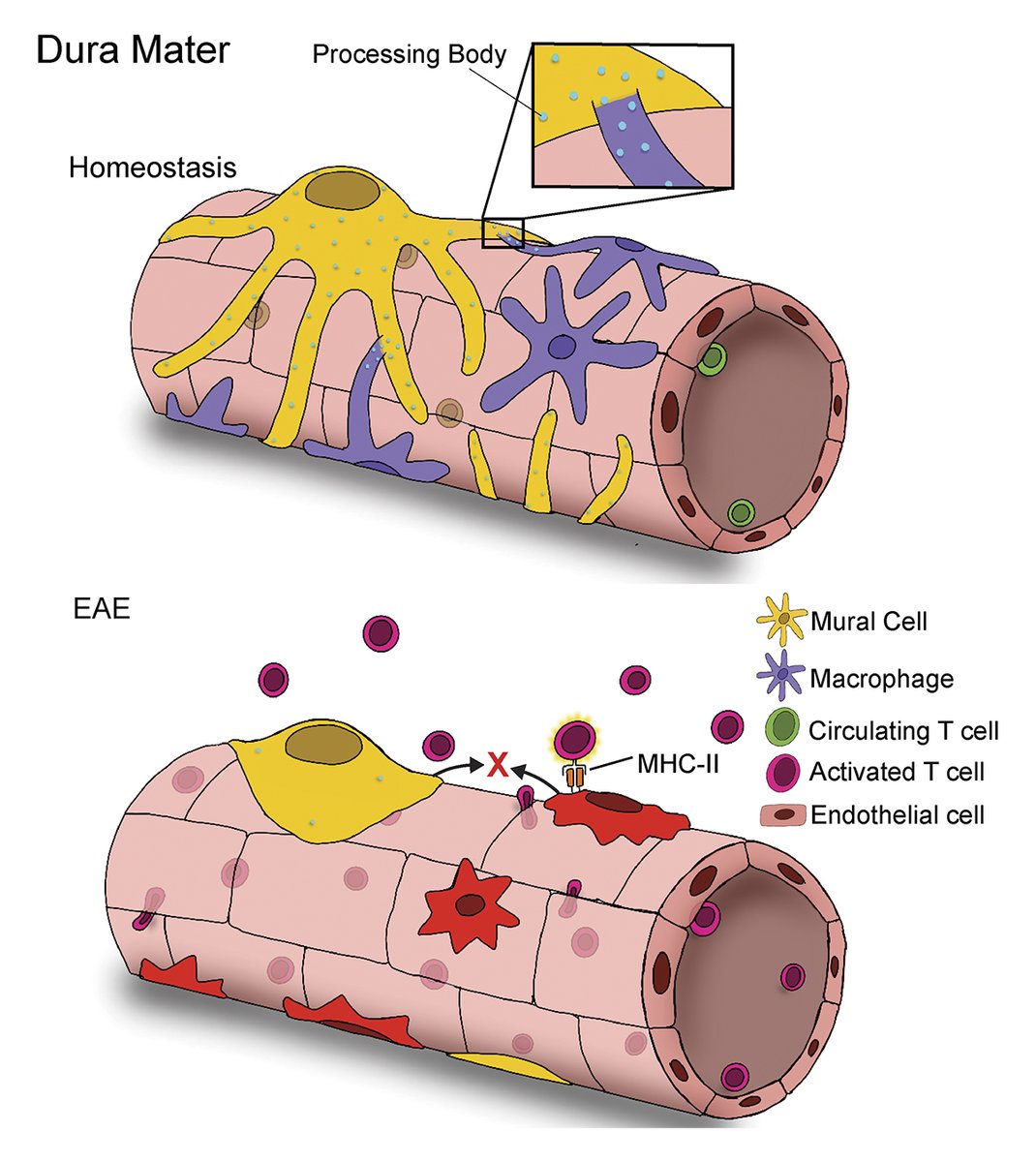 Journal of Experimental Medicine (@jexpmed) on Twitter photo Hyunjung Min et al. <a href="/FilianoLab/">Filiano Lab</a> reveal a mechanism by which mural cell–#macrophage interactions regulate the trafficking of CNS antigen-specific T cells to the dura. hubs.la/Q02RDb4D0
📘 In our #Neuroscience collection hubs.la/Q02RD9SC0
#SfN24 Hyunjung Min et al. <a href="/FilianoLab/">Filiano Lab</a> reveal a mechanism by which mural cell–#macrophage interactions regulate the trafficking of CNS antigen-specific T cells to the dura. hubs.la/Q02RDb4D0
📘 In our #Neuroscience collection hubs.la/Q02RD9SC0
#SfN24